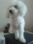 Pituka
