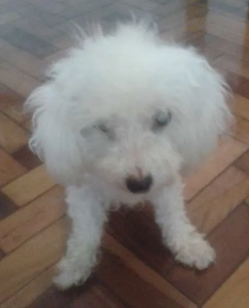 Cachorro ra a Poodle idade 6 ou mais anos nome Pituka