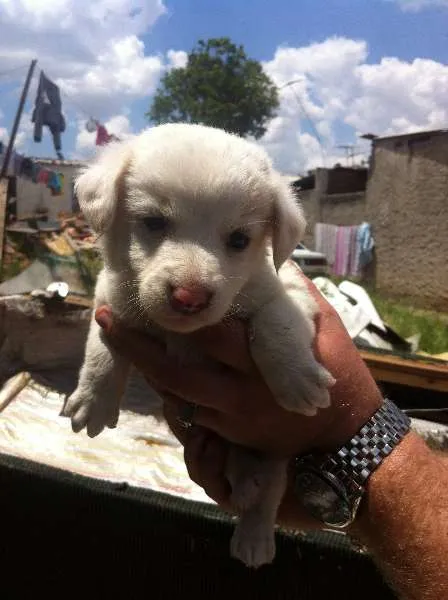 Cachorro ra a RND idade Abaixo de 2 meses nome sem nome