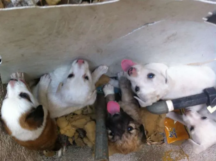 Cachorro ra a RND idade Abaixo de 2 meses nome sem nome