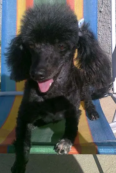 Cachorro ra a Poodle idade 6 ou mais anos nome Esmeralda