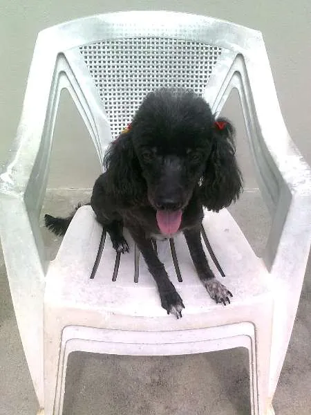 Cachorro ra a Poodle idade 6 ou mais anos nome Esmeralda