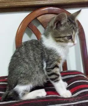 Gato raça Não definida idade 2 a 6 meses nome Não tem