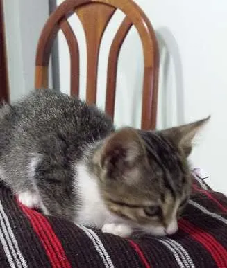 Gato raça Não definida idade 2 a 6 meses nome Não tem