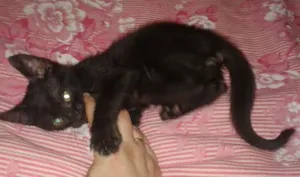 Gato raça SRD idade 2 a 6 meses nome Pinto 