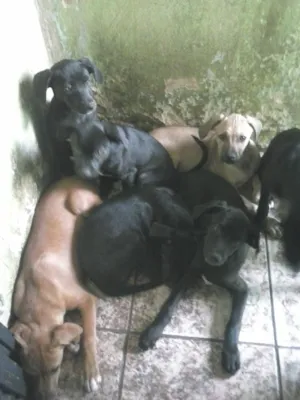 Cachorro raça srd idade 2 a 6 meses nome ted