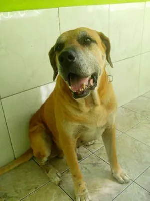 Cachorro raça FILA idade 6 ou mais anos nome THOR