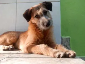 Cachorro raça SRD idade 1 ano nome Estopinha