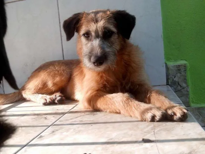 Cachorro raça SRD idade 1 ano nome Estopinha