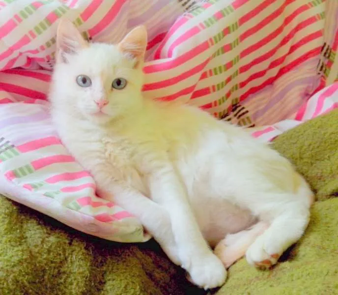 Gato raça SRD idade 2 a 6 meses nome Gasparzinho