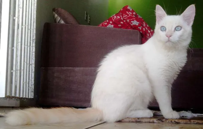 Gato raça SRD idade 2 a 6 meses nome Gasparzinho