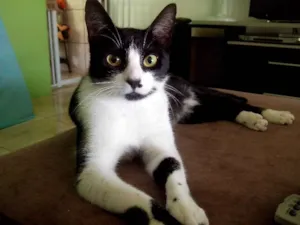 Gato raça SRD idade 1 ano nome Tita