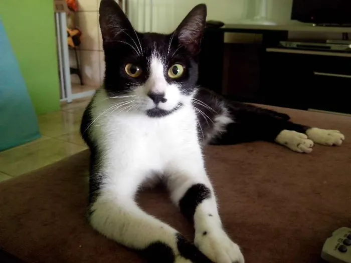 Gato raça SRD idade 1 ano nome Tita