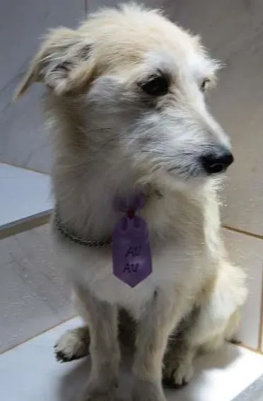 Cachorro ra a Misturado idade 7 a 11 meses nome MILU