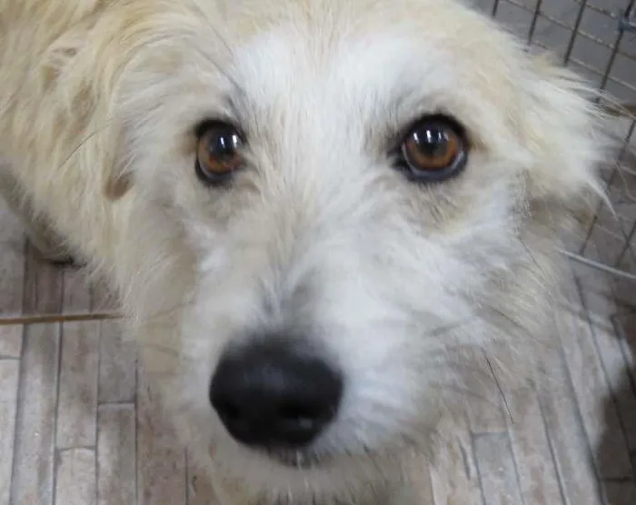 Cachorro ra a Misturado idade 7 a 11 meses nome MILU