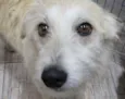 MILU