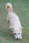 MILU