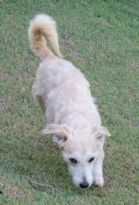 Cachorro ra a Misturado idade 7 a 11 meses nome MILU