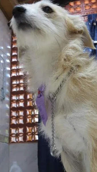 Cachorro ra a Misturado idade 7 a 11 meses nome MILU