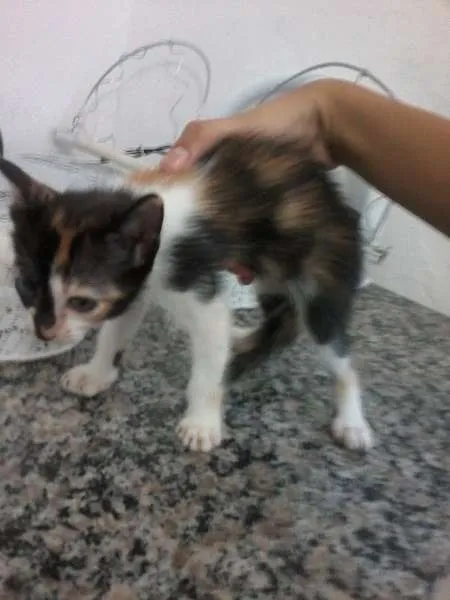 Gato raça MISTURADO idade Abaixo de 2 meses nome LINDAS
