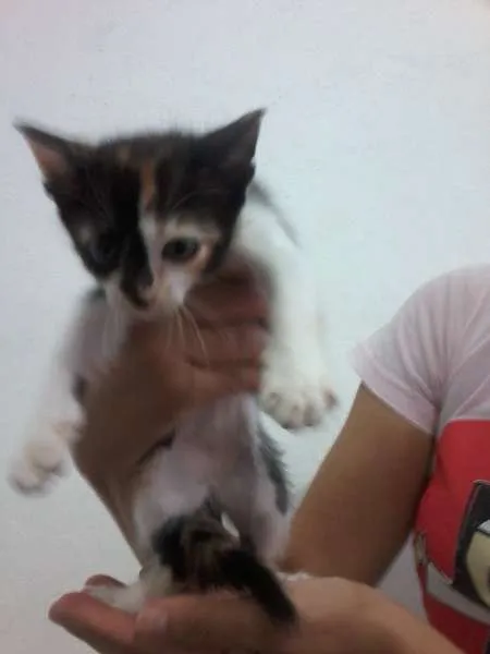 Gato raça MISTURADO idade Abaixo de 2 meses nome LINDAS
