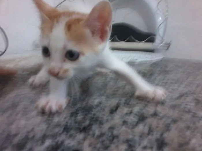 Gato raça MISTURADO idade Abaixo de 2 meses nome LINDAS