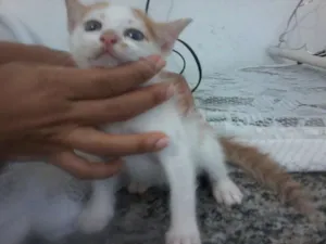 Gato raça MISTURADO idade Abaixo de 2 meses nome LINDAS