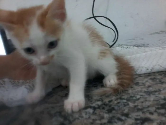 Gato raça MISTURADO idade Abaixo de 2 meses nome LINDAS