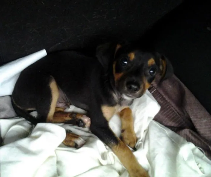 Cachorro ra a SRD idade 2 a 6 meses nome Boby