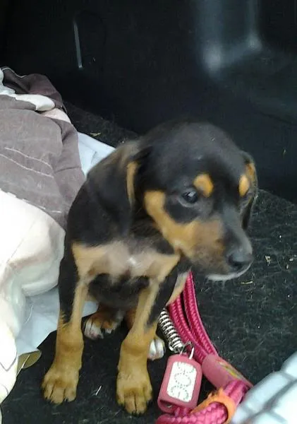 Cachorro ra a SRD idade 2 a 6 meses nome Boby