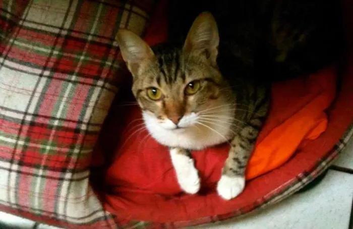 Gato ra a SRD idade Abaixo de 2 meses nome Charlie