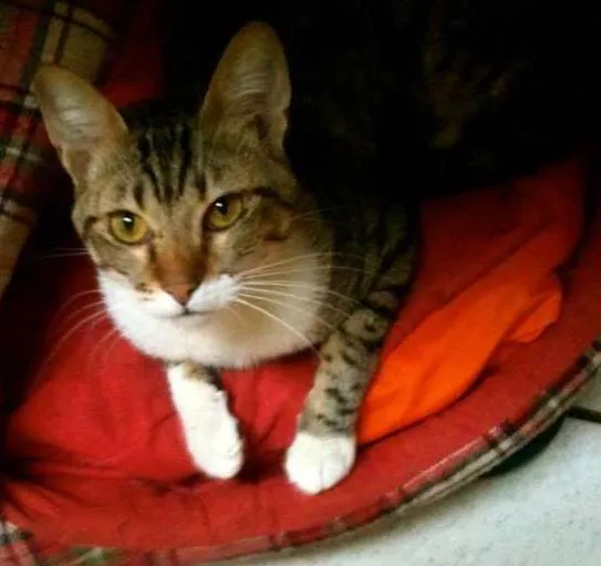 Gato ra a SRD idade Abaixo de 2 meses nome Charlie