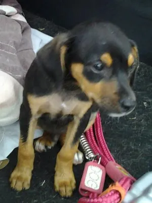 Cachorro raça SRD idade 2 a 6 meses nome Boby