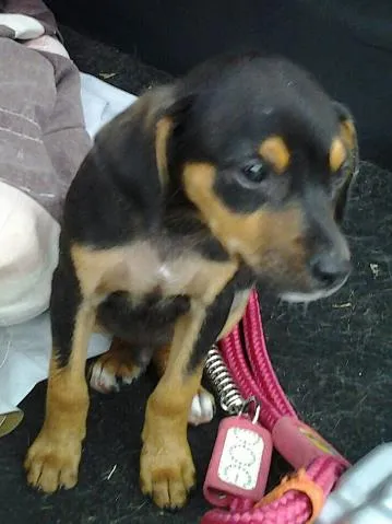Cachorro ra a SRD idade 2 a 6 meses nome Boby