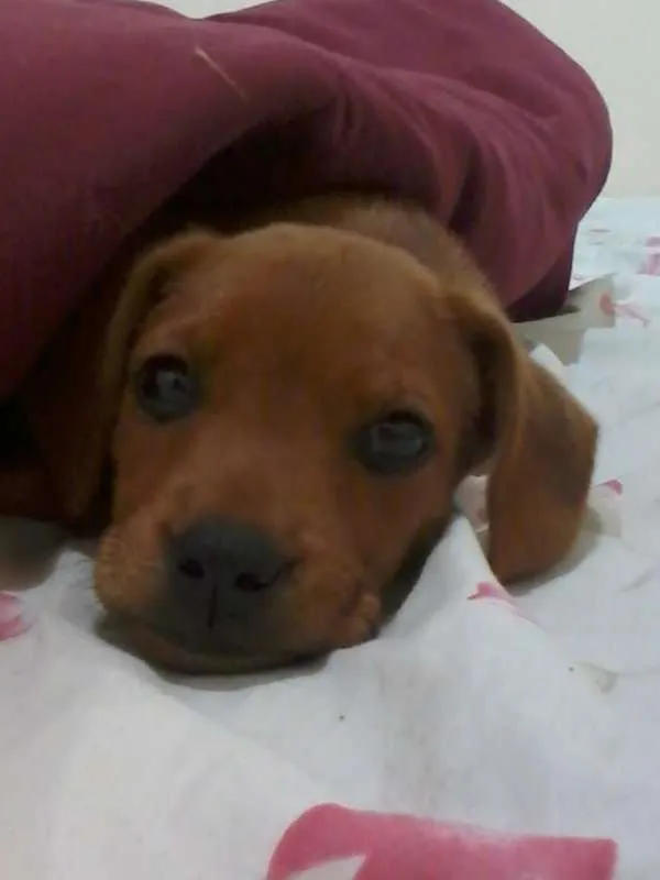 Cachorro ra a SRD idade 2 a 6 meses nome Thor