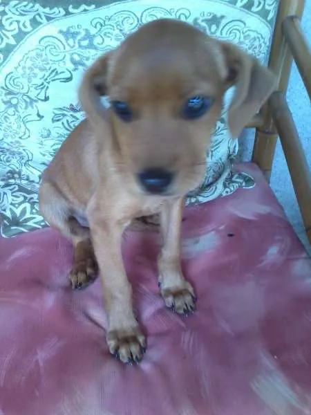 Cachorro ra a SRD idade 2 a 6 meses nome Thor