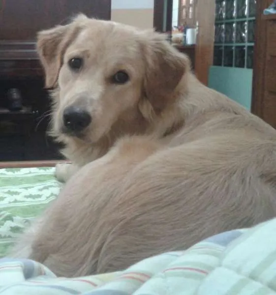 Cachorro ra a GOLDEN RETRIVIER idade 1 ano nome DRIKA GRATIFICA