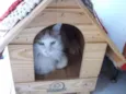 Tino