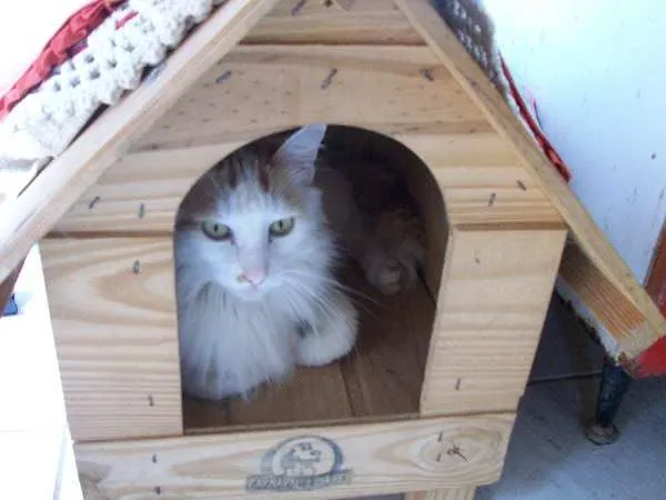 Gato ra a  idade 6 ou mais anos nome Tino