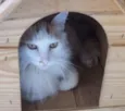 Tino