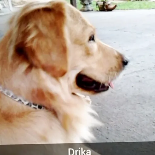 Cachorro ra a GOLDEN RETRIVIER idade 1 ano nome DRIKA GRATIFICA