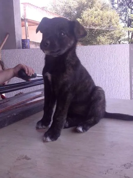 Cachorro ra a SRD idade Abaixo de 2 meses nome Nina 