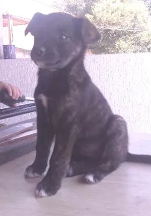 Cachorro raça SRD idade Abaixo de 2 meses nome Nina 