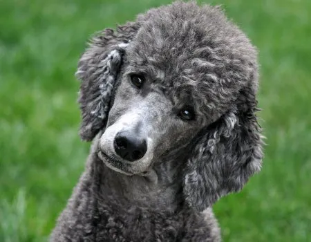 Cachorro ra a Poodle idade 7 a 11 meses nome Junior