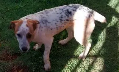 Cachorro ra a Fox e ? idade 7 a 11 meses nome Bidu