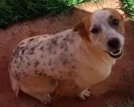 Cachorro ra a Fox e ? idade 7 a 11 meses nome Bidu