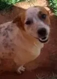 Bidu