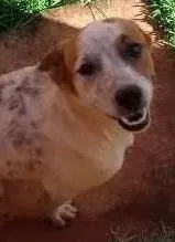 Cachorro ra a Fox e ? idade 7 a 11 meses nome Bidu