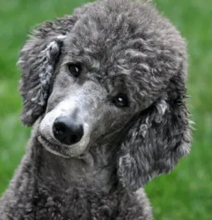 Cachorro raça Poodle idade 7 a 11 meses nome Junior