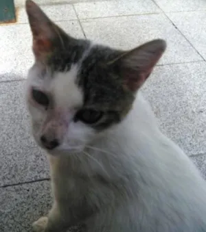 Gato raça SRD idade 1 ano nome TIQUINHA